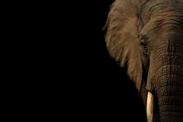 Elephant portrait against dark background, powerful and still