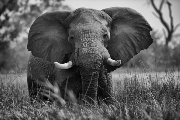 Elephant in black and white, ears spread wide, facing camera