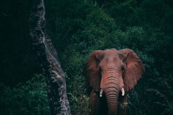 Elephant emerging from dark forest, direct confident gaze